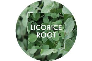 Licorice Root Extract Ingredient | Vichy