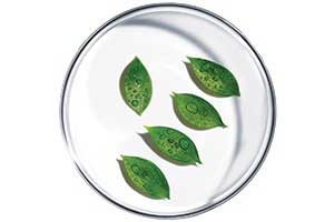 Plant Sugar Ingredient | Vichy