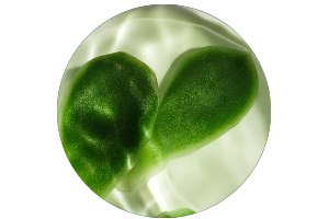 Agave Yeast Extract Ingredient | Vichy